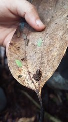 Sooglossus thomasseti