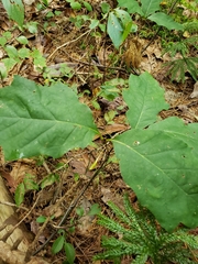 Callirhytis gallaestriatae