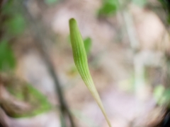 Callirhytis gallaestriatae