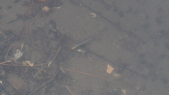 Dermogenys pusilla