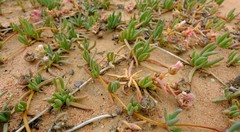 Cephalophyllum tricolorum