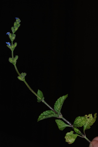 Image of Salvia occidentalis by (c) Douglas Goldman, some rights reserved (CC BY-SA)