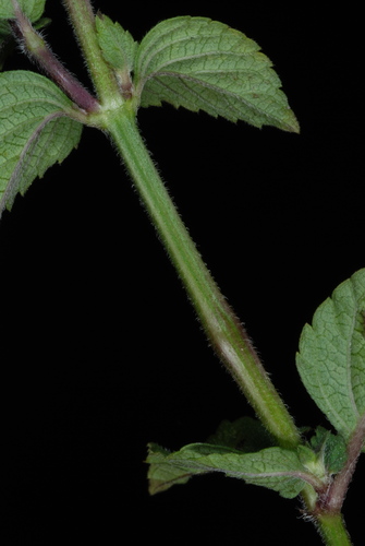 Image of Salvia occidentalis by (c) Douglas Goldman, some rights reserved (CC BY-SA)