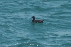 Melanitta perspicillata