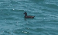 Melanitta perspicillata