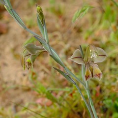 Gladiolus orchidiflorus