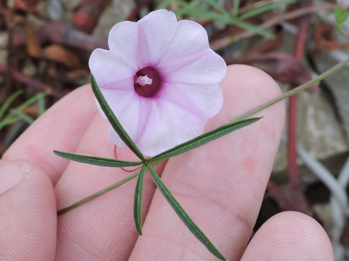 Ipomoea heptaphylla, photograph 2