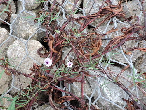 Ipomoea heptaphylla, photograph 3