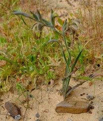 Gladiolus orchidiflorus