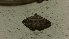 Toxonprucha repentis