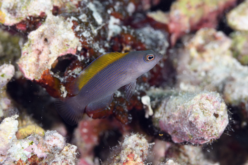 Brown dottyback (Pseudochromis fuscus) — Pseudochromidae — 4