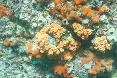 Tubastraea coccinea image