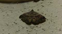 Toxonprucha repentis