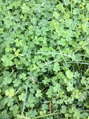 Oxalis corniculata