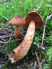 Cortinarius rubellus