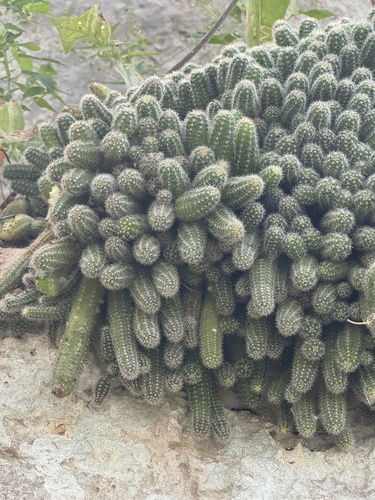 Foto de Cacto-amendoim