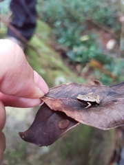 Sechellophryne gardineri