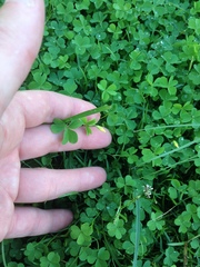 Oxalis corniculata