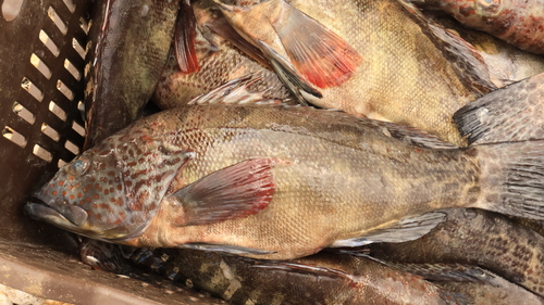 Parrot sand bass (Paralabrax loro) — Serranidae — 5