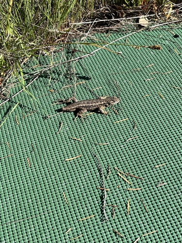 iNaturalist observation photo of Western Fence Lizard
