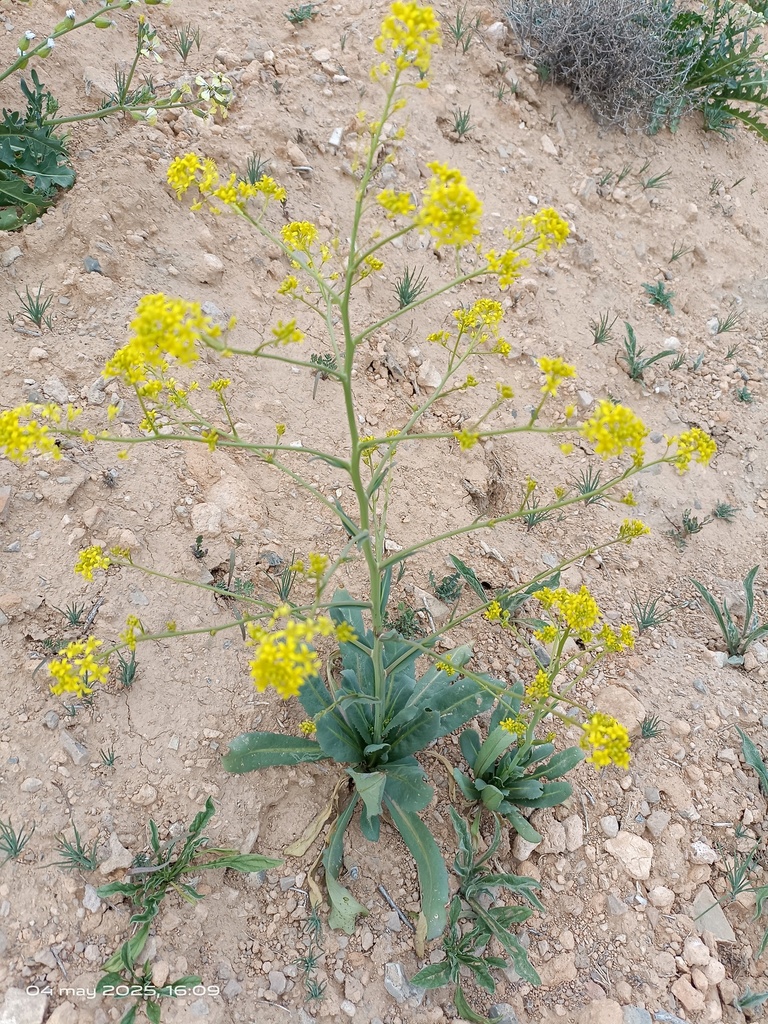 Sisymbrium isatidifolium
