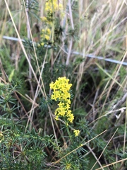 Galium verum
