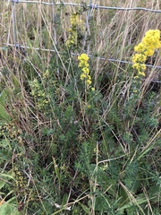 Galium verum