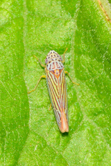 Graphocephala aurora