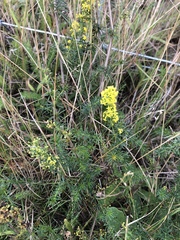 Galium verum