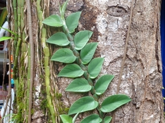 Rhaphidophora