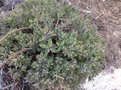 Magnoliopsida