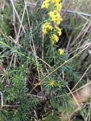 Galium verum