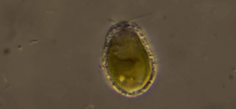 Hymenomonas roseola