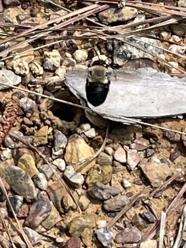 Abrupt Digger Bee photo 4