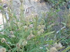 Silene douglasii