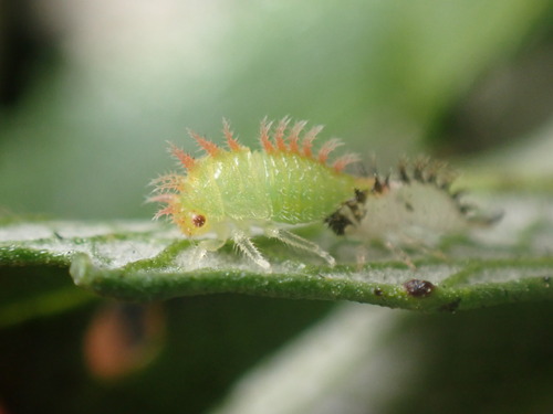 Tortistilus pacificus