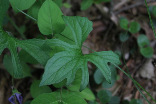 Image of Viola stoneana by (c) worldbird, some rights reserved (CC BY)