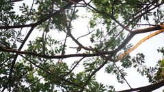 Orthotomus sepium