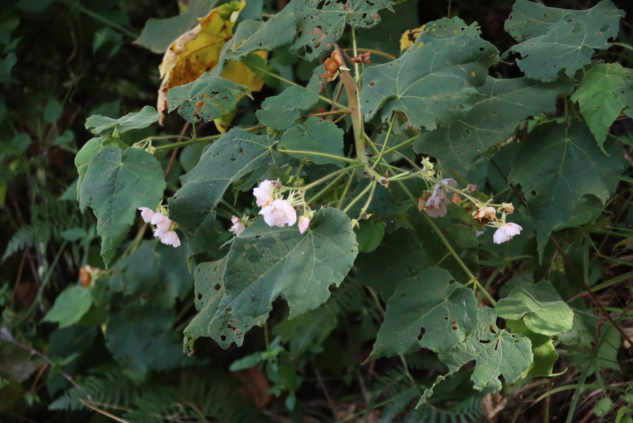 Imagem de Dombéia-rosa