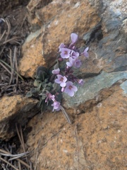 Arabis purpurea, photograph Marios Thoma, CC BY, iNaturalist via GBIF