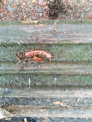 Lithobius