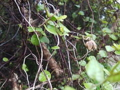 Muehlenbeckia complexa grandifolia