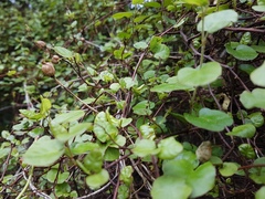 Muehlenbeckia complexa grandifolia