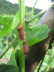 Anasa varicornis