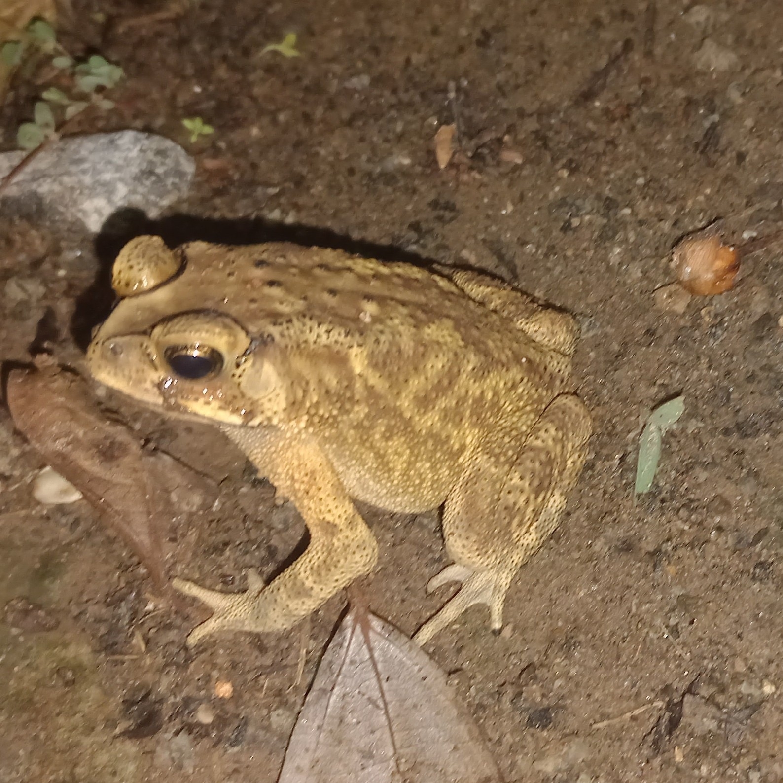 Indian Common True Toad