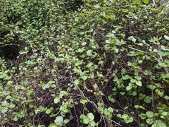 Muehlenbeckia complexa grandifolia
