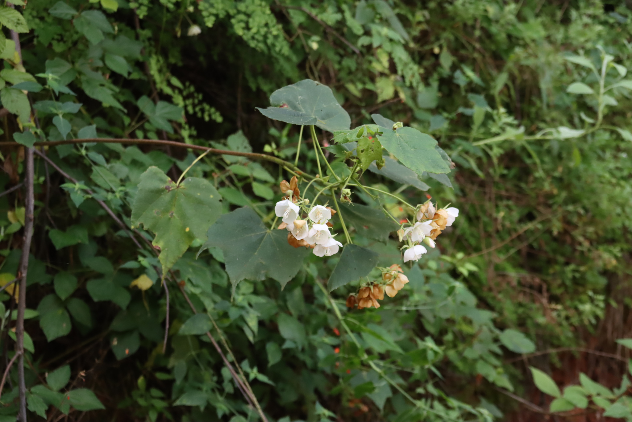 Imagem de Dombéia-rosa