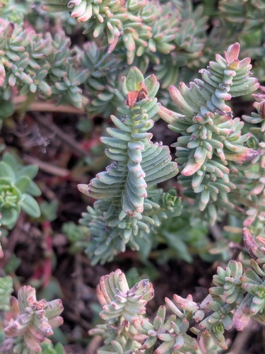 Hypericum confertum (Hypericum confertum)