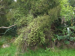 Muehlenbeckia complexa grandifolia