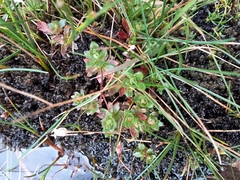 Micranthes stellaris